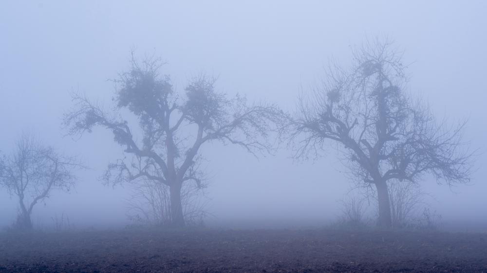 Creepy trees in thick fog, Carinthia, Austria