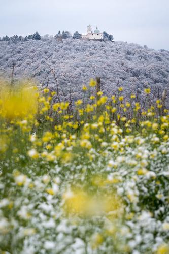 The first snow, Leopoldsberg, Vienna, Austria