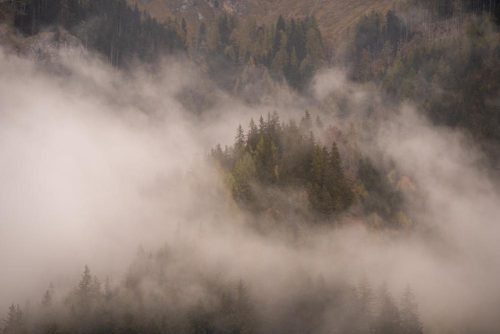Fog rolling through the forest, Austria