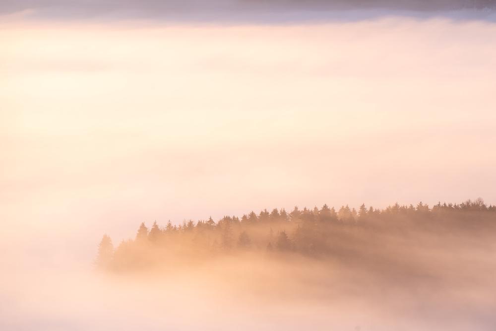 Morning fog through the forest, Carinthia, Austria