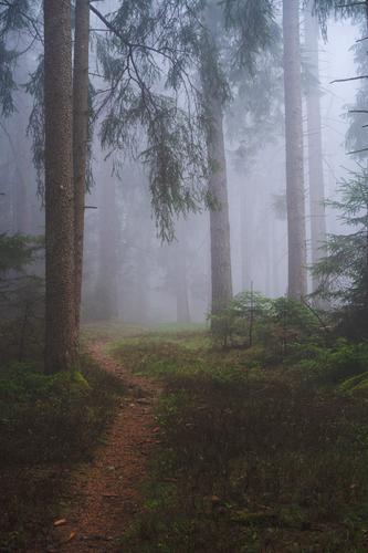A forest in Carinthia, Austria