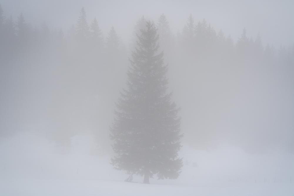 A lone tree standing out in the fog, Slovenia