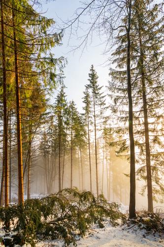 Warm sun penetrating the foggy forests of Magdalensberg, Carinthia, Austria