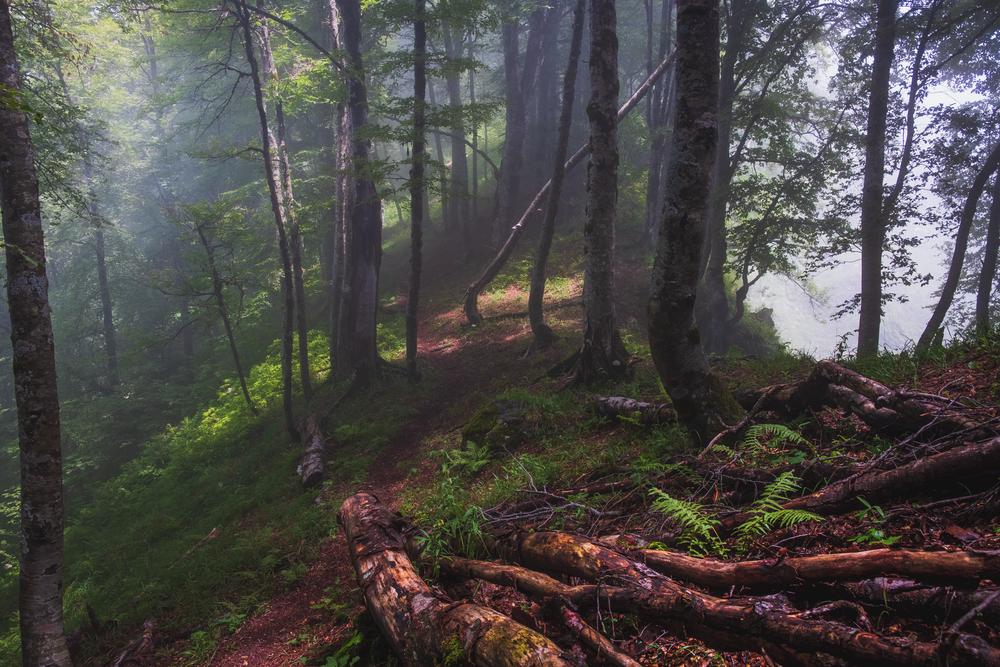 Misty forest in Lagodekhi National Park, Georgia
