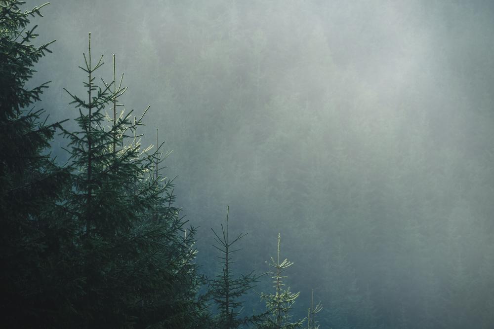 Piatra Craiului National Park, Romania