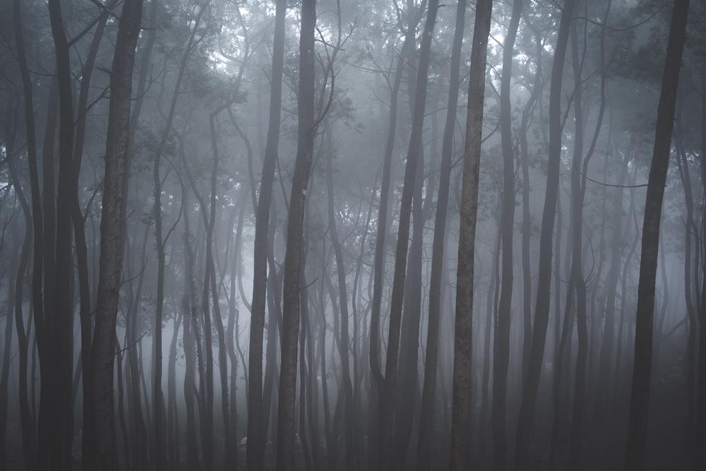 Fog rolling through the forests of Sintra, Portugal