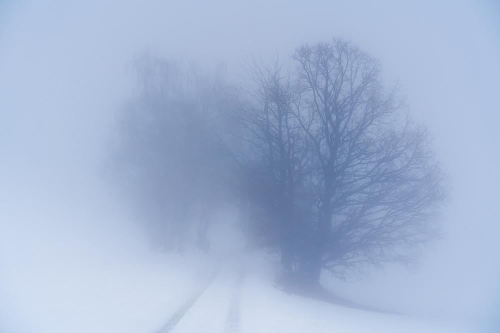 A trail through the lonely trees, Carinthia, Austria