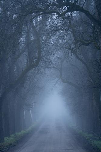 Tree lined road smothered in fog, Carinthia, Austria