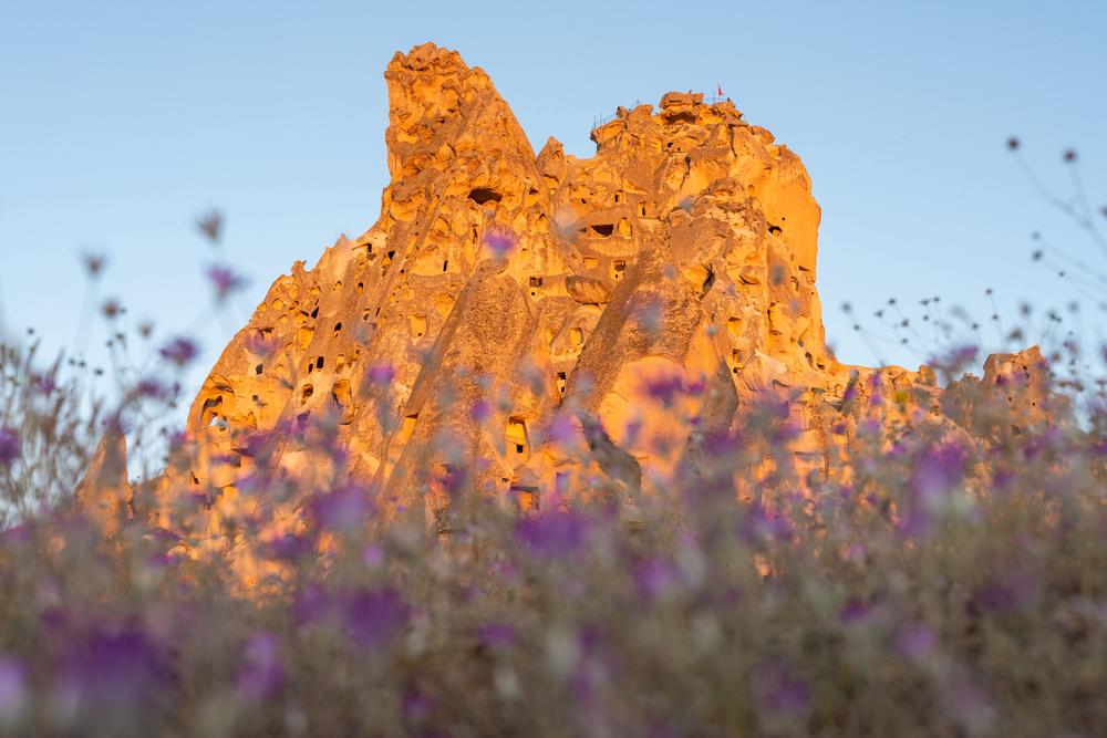 Wild flowers at Uçhisar, Cappadocia, Turkey